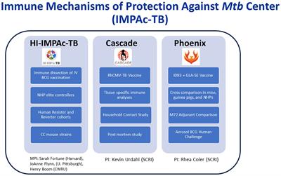 Immune mechanisms of protection against Mycobacterium tuberculosis‐centers